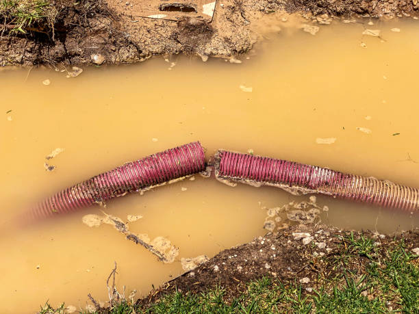 Best Carpet water damage restoration  in Butler, IN
